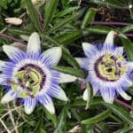 Alameda Post - Two purple passion flowers in the grass.