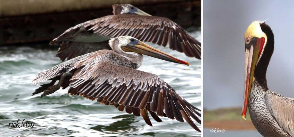 Alameda Post - two juvenile pelicans and one adult pelican