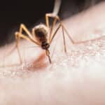 Alameda Post - a mosquito on skin