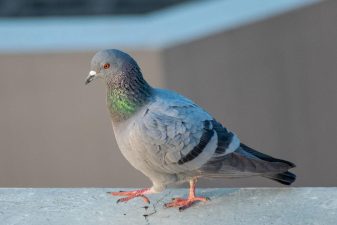 Alameda Post - a pigeon