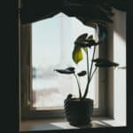 Alameda Post - a plant in a window