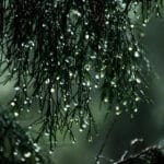 Alameda Post - a tree with drops of water on it