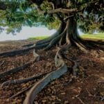 Alameda Post - tree roots