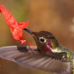 Alameda Post - a hummingbird on a flower