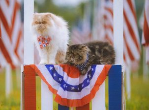 Alameda Post - two cats sit on a red, white, and blue decoration box