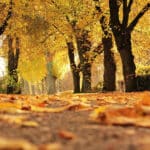 Alameda Post - yellow leaves in fall