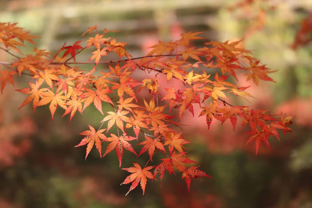 Alameda Post - maple leaves
