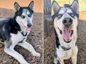 Alameda Post - Sees the husky or husky mix