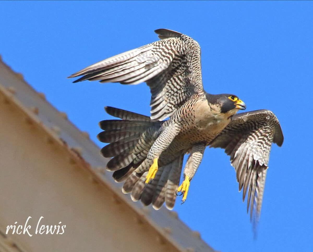Alameda Post - A Peregrin falcon. 
