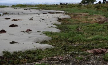Alameda Post - a large amount of sand encroaching on green marsh plants