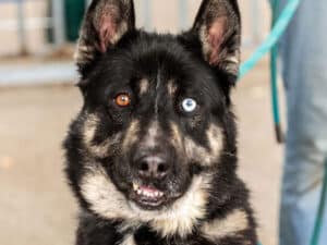 Alameda Post - Pet of the Week Sinatra is a German shepherd mix with one blue and one brown eye