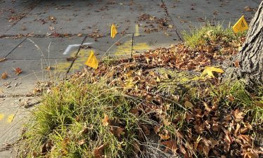 Alameda Post - A grassy area marked with little yellow flags and spray paint, indicating gas lines or other utilities.