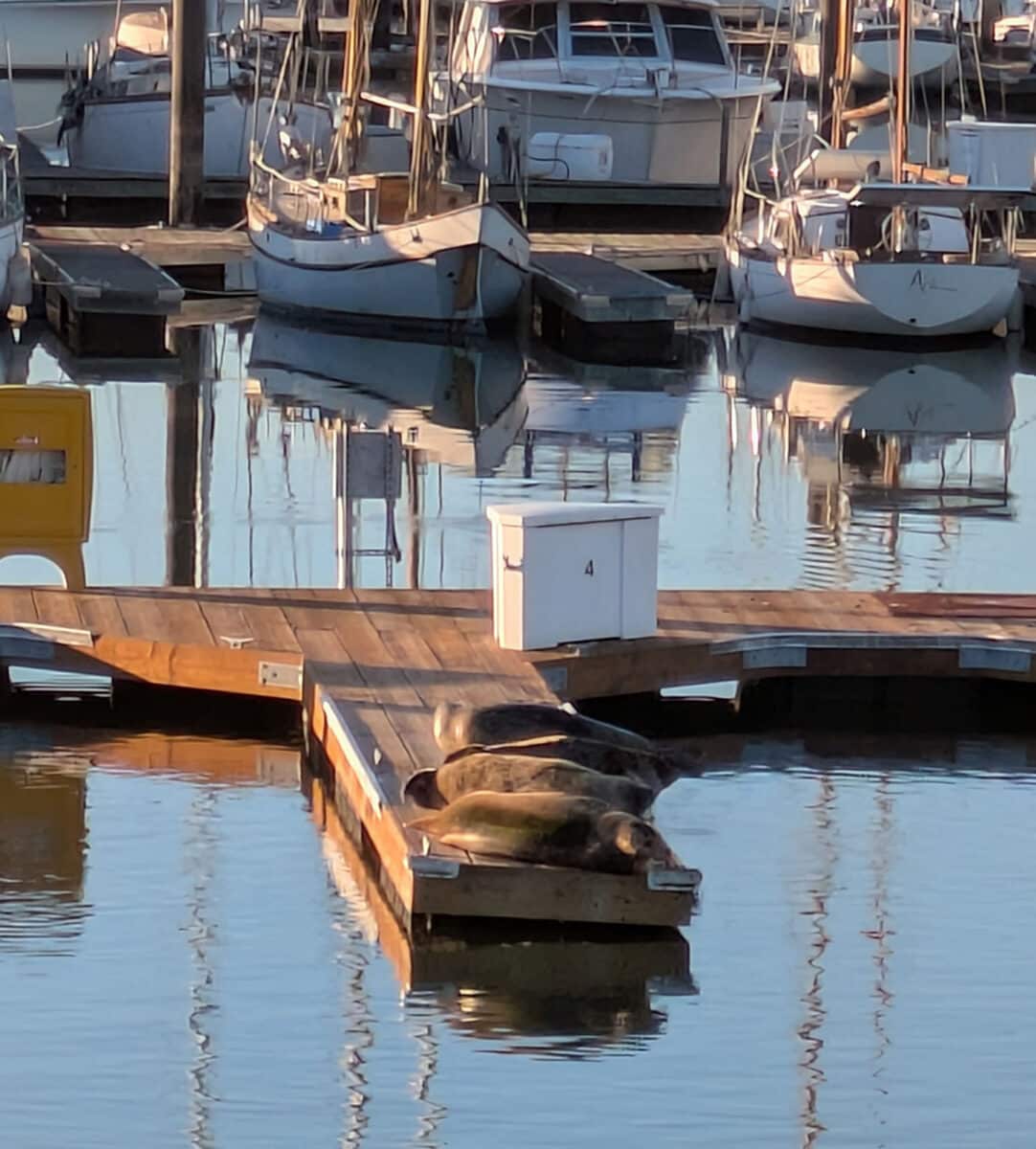 Alameda Post - Harbor seals rest on a dock.