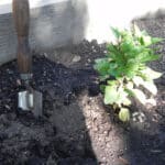 Alameda Post - a spade in the dirt next to a green plant.