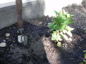 Alameda Post - a spade in the dirt next to a green plant.