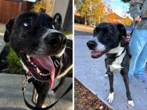 Alameda Post - Spudz the black and white rescue dog.