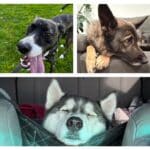 A black dog with a white snout, a brown dog, and a black and white husky.