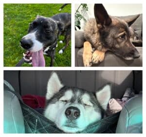 A black dog with a white snout, a brown dog, and a black and white husky.