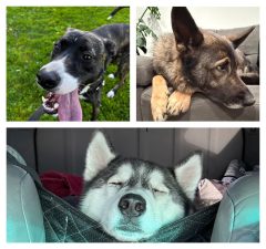 A black dog with a white snout, a brown dog, and a black and white husky.