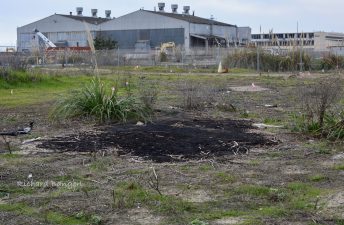 Alameda Post - A photo of a pile of tar in an open field at Alameda Point, left by a Chevron company.