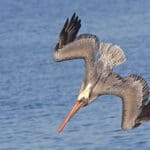 Alameda Post - a pelican swoops towards the water