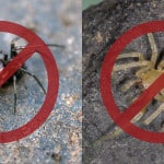 Alameda Post - Toxic Spiders