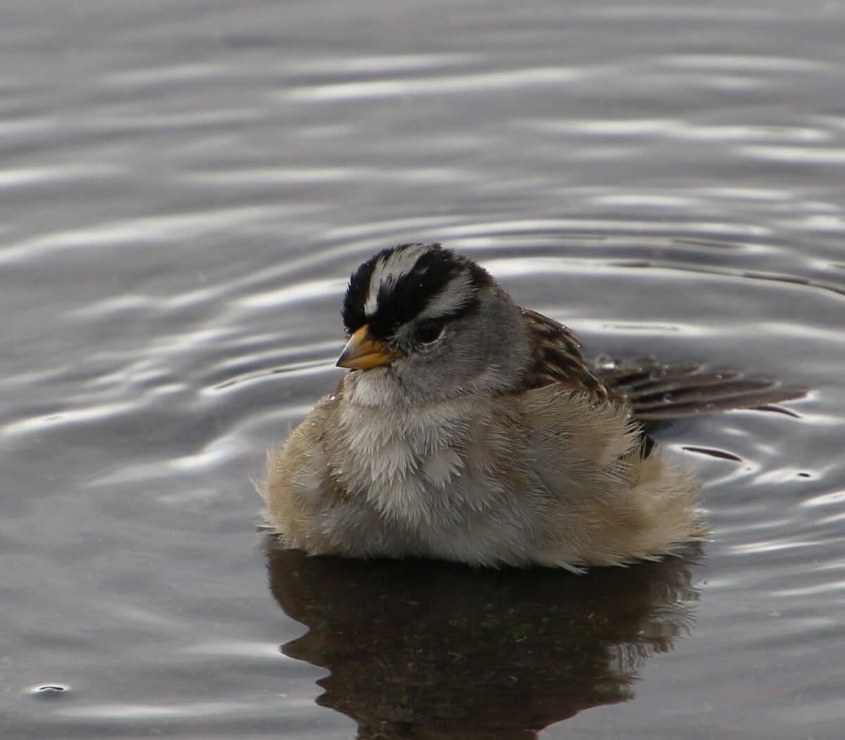Alameda Post - A white-crowned sparrow in the water.