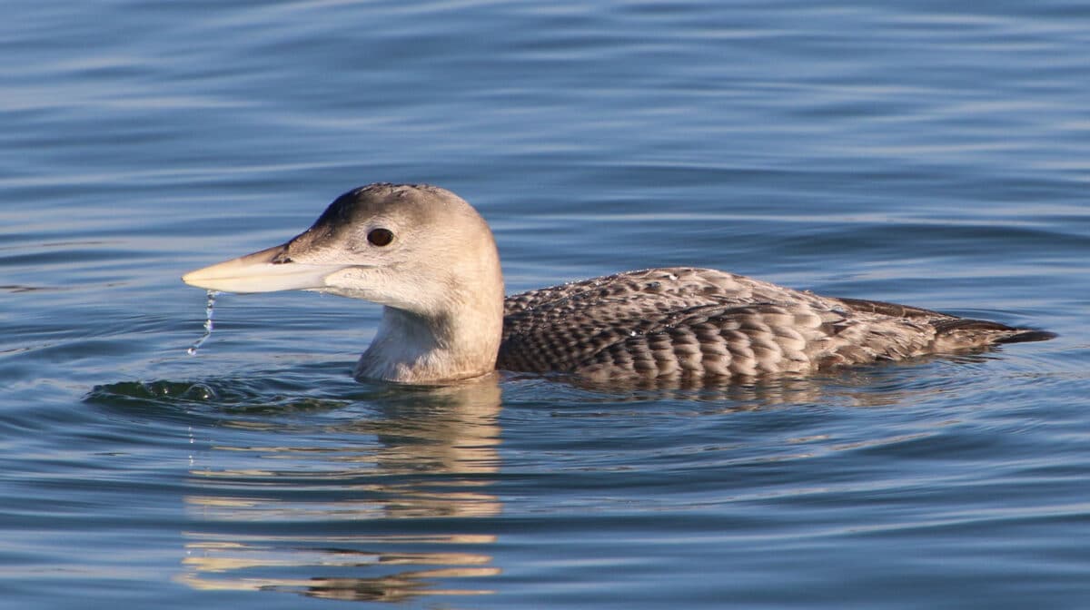 Alameda Post - A yellow billed loon in the water.
