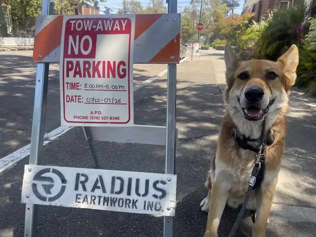 Alameda Post - Mouf sits with a no parking sign posted on a construction zone sawhorse