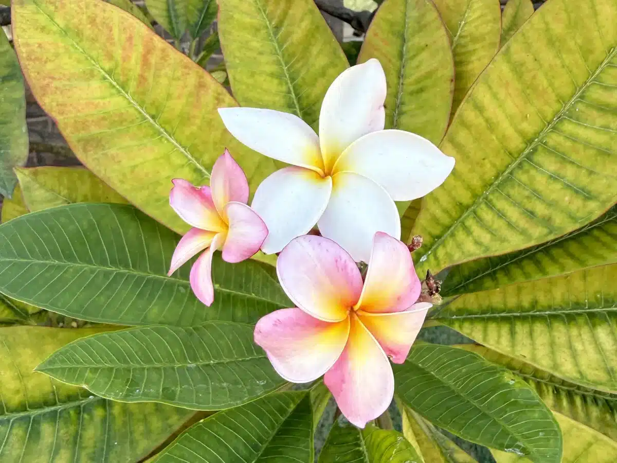 Alameda Post - Plumeria blooms from the Bishop Museum in Hawaii.